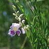 September Flower of the Month